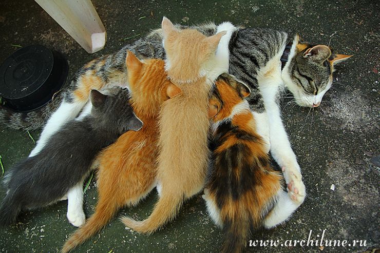 какие котята могут родиться у трехцветной кошки, трехцветный котенок счастье в дом